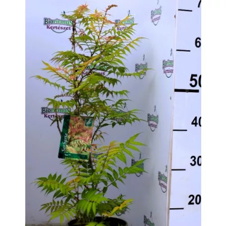 Tollas gyöngyvessző Sorbaria sorbifolia Sem C2