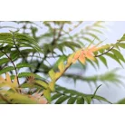 Tollas gyöngyvessző Sorbaria sorbifolia Sem C2