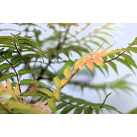 Tollas gyöngyvessző Sorbaria sorbifolia Sem C2