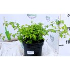 Koreai koszorúvirág-cserje (Gyöngyvesszőkoszorú) Stephanandra incisa Crispa C2