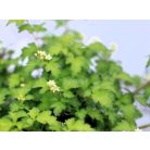 Koreai koszorúvirág-cserje (Gyöngyvesszőkoszorú) Stephanandra incisa Crispa C2