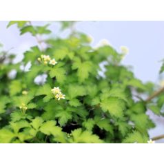   Koreai koszorúvirág-cserje (Gyöngyvesszőkoszorú) Stephanandra incisa Crispa C2