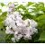 Fehér orgona Syringa vulgaris Miss Ellen Willmott C2