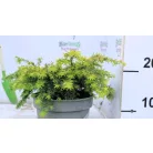Kanadai hemlokfenyő Tsuga canadensis Jeddeloh C2