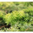 Kanadai hemlokfenyő Tsuga canadensis Jeddeloh C2
