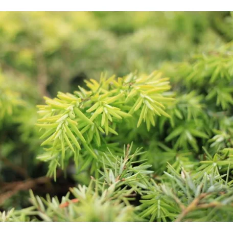 Kanadai hemlokfenyő Tsuga canadensis Jeddeloh C2