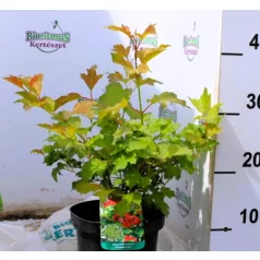 Törpe kányabangita Viburnum opulus Compactum C2