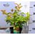 Viburnum opulus Compactum C2