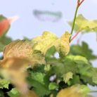 Viburnum opulus Compactum C2