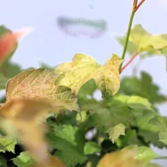 Törpe kányabangita Viburnum opulus Compactum C2