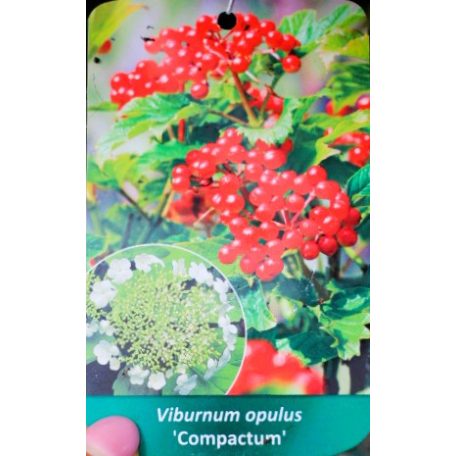 Viburnum opulus Compactum C2