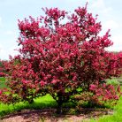 Lilásvörös levelű díszalma Malus toringo 'Scarlett' 60-80 cm C4