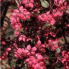 Lilásvörös levelű díszalma Malus toringo 'Scarlett' 60-80 cm C4