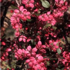   Lilásvörös levelű díszalma Malus toringo 'Scarlett' 60-80 cm C4