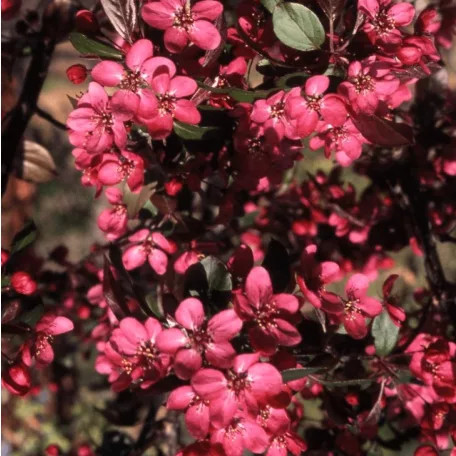 Lilásvörös levelű díszalma Malus toringo 'Scarlett' 60-80 cm C4