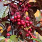 Lilásvörös levelű díszalma Malus toringo 'Scarlett' 60-80 cm C4