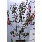 Lilásvörös levelű díszalma Malus toringo 'Scarlett' 60-80 cm C4
