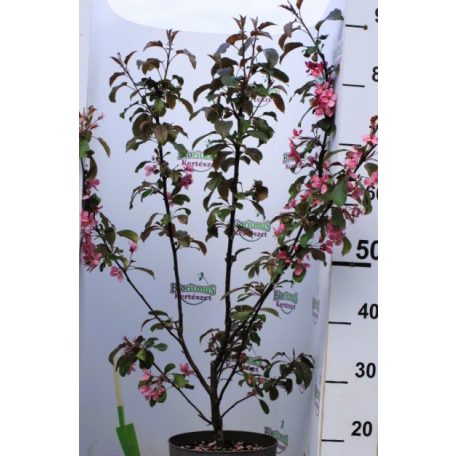Lilásvörös levelű díszalma Malus toringo 'Scarlett' 60-80 cm C4