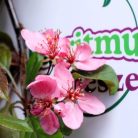 Lilásvörös levelű díszalma Malus toringo 'Scarlett' 60-80 cm C4