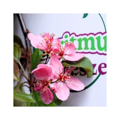 Lilásvörös levelű díszalma Malus toringo 'Scarlett' 60-80 cm C4