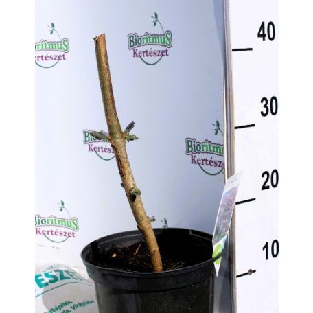 Nagylevelű császárfa Paulownia tomentosa 30 cm C3