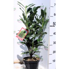 Oszlopos babérmeggy Prunus laur. 'Elly 45-50 cm C3