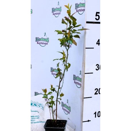 Áfonya 10,5 cm cserép
