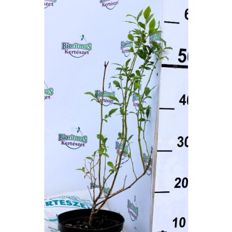 Áfonya 17 cm cserép