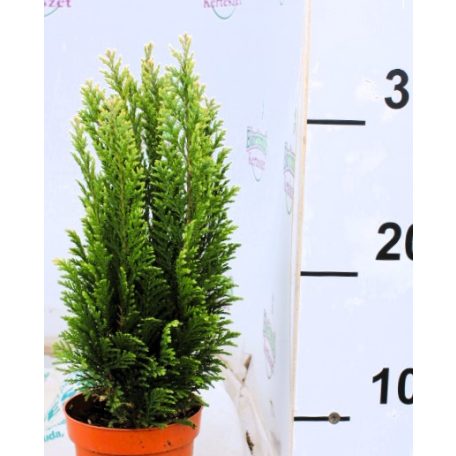 Oregoni hamisciprus fehér Chamaecyparis lawsoniana Snow White 10 cm cseré