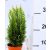 Oregoni hamisciprus fehér Chamaecyparis lawsoniana Snow White 10 cm cseré