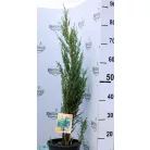 Kék oszlopos oregoni boróka Juniperus scopulorum Blue Arrow 50-60 cm C3,