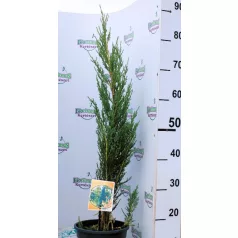   Kék oszlopos oregoni boróka Juniperus scopulorum Blue Arrow 50-60 cm C3,