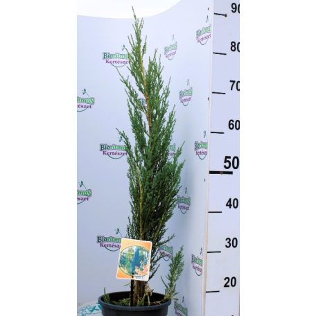 Kék oszlopos oregoni boróka Juniperus scopulorum Blue Arrow 50-60 cm C3,