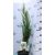 Kék oszlopos oregoni boróka Juniperus scopulorum Blue Arrow 50-60 cm C3,