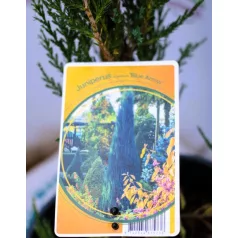   Kék oszlopos oregoni boróka Juniperus scopulorum Blue Arrow 50-60 cm C3,