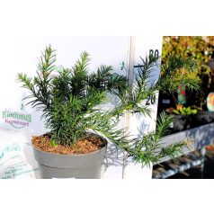 Terülő tiszafa Taxus baccata 'Repandens 15-20 cm C2