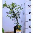 Télálló vadcitrom Poncirus trifoliata Flying Dragon