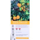 Télálló vadcitrom Poncirus trifoliata Flying Dragon