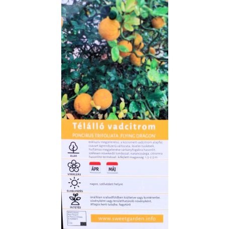 Télálló vadcitrom Poncirus trifoliata Flying Dragon