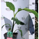 Pink banán / Törpe díszbanán Musa velutina