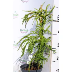 Japán ciprus, szugifenyő Cryptomeria 25-35 cm