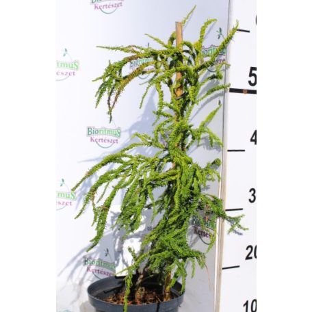 Japán ciprus, szugifenyő Cryptomeria 25-35 cm