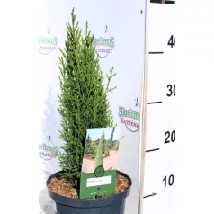   Karcsú olasz ciprus (Karcsú európai ciprus) Cupressus sempervirens Totem 25-35 cm