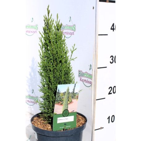 Karcsú olasz ciprus (Karcsú európai ciprus) Cupressus sempervirens Totem 25-35 cm