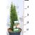 Karcsú olasz ciprus (Karcsú európai ciprus) Cupressus sempervirens Totem 25-35 cm
