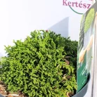 Szavára hamisciprus Chamaecyparis pisifera Hime Sawara 25-35