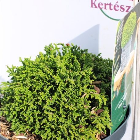 Szavára hamisciprus Chamaecyparis pisifera Hime Sawara 25-35