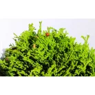 Szavára hamisciprus Chamaecyparis pisifera Hime Sawara 25-35