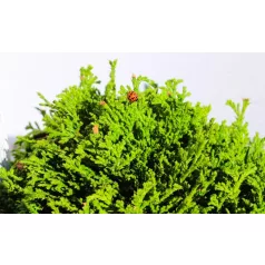   Szavára hamisciprus Chamaecyparis pisifera Hime Sawara 25-35