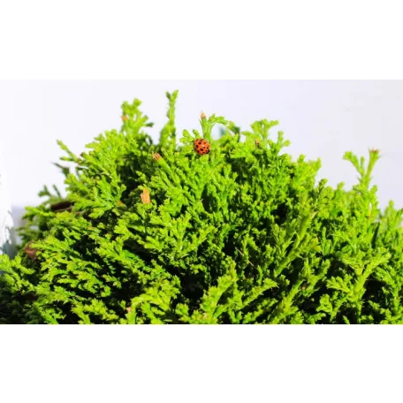 Szavára hamisciprus Chamaecyparis pisifera Hime Sawara 25-35